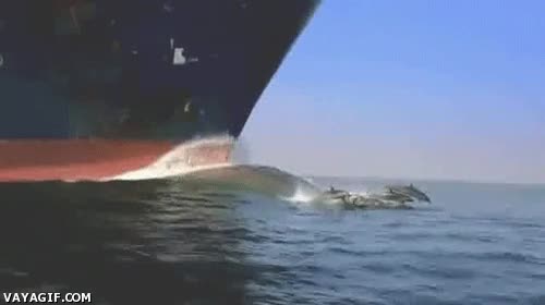 saltos,mar,barco,delfines,transatlantico