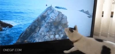 Gato,Pantalla,Monitor,Atacar,P&aacute;jaro,Fail.,Television,Tele