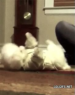 drama,perro,oscar,actuaci&oacute;n,hacerse el muerto,sobreactuar