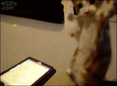 gato,tablet,juego,atrapar,jugar,divertido