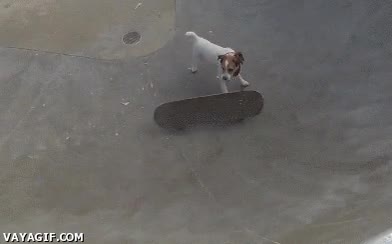 monopatín,perro,truco,like a boss