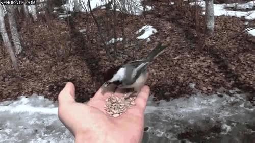 comer,mano,semillas,pajaro,amigo