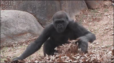 primate,rodar,gusto,hojas secas,cama