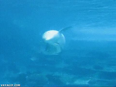 delf&iacute;n,burbuja,giro,espectacular,soluci&oacute;n,aburrirse