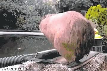 piscina,chapuzon,carpincho=capibar,de pie,semisalto