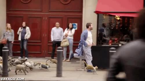correr,vago,perezoso,batín,perseguir,gatos