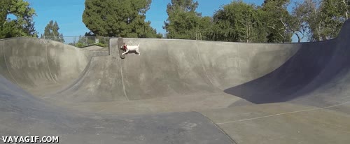 parque,monopatín,skater,perro