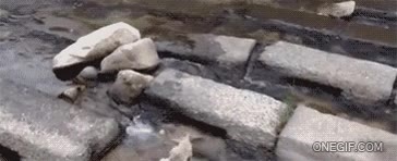 Perro,Solo,Divertir,Pelota,Forever Alone,Bosque