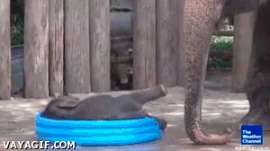 Empujar,piscina,Agua,Troll,Madre,Elefante