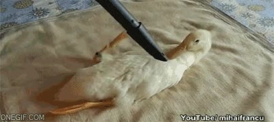 Pato,Placer,Dulce,Aspiradora,Chupar,Rascar