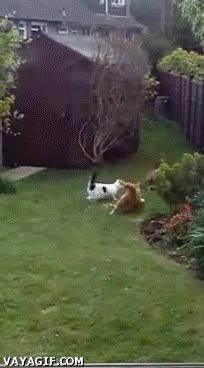 zorro,gato,comida,astucia,corretear,inteligencia,robar