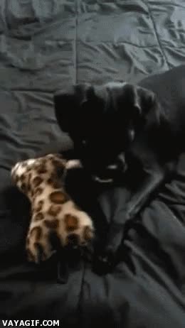 juguete,hueso,perro,rabia,mala hostia,proteger