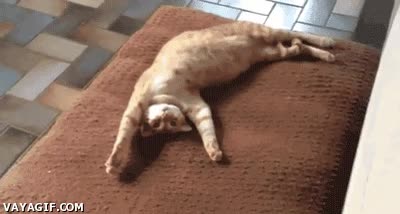 alfombra,ocupar,perro,vago,gato