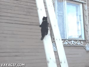 Gato,Genio,Matem&aacute;tica,Salto,Calculo,Exactitud.