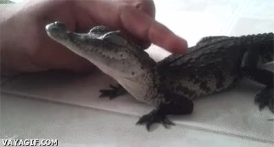 acariciar,cocodrilo,caricia