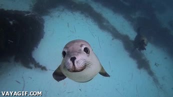 curiosidad,monada,foca,mar,c&aacute;mara