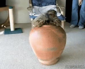 gato,jarrón,atascarse,gordo,sorpresa