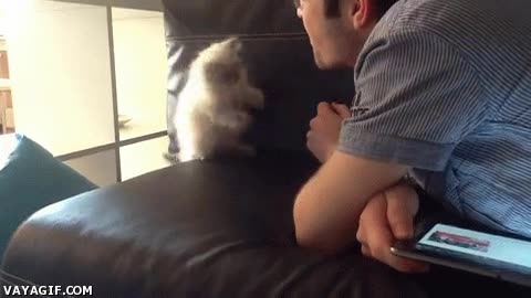 gato,curioso,mosquitos,molestar,insecticida