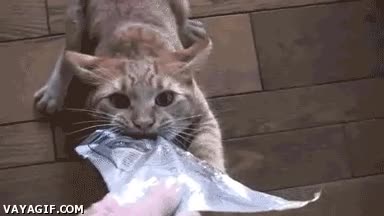 alimento,gato,comida,aferrarse,molestar