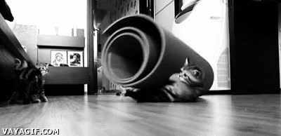 Subir,Alfombra,Caída,Fallo,Accidente,Fail,Gato,Escalar,Escalador