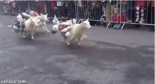 borregos,ovejas,carrera,velocidad,saltos