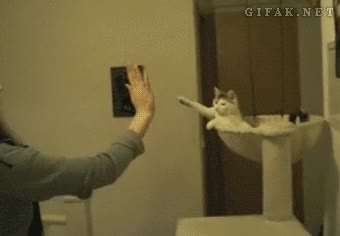 Gato,Mano,Chocar,Golpear,Cinco,High Five