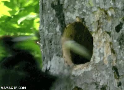 atacar,pajaro,serpiente,molestar,enfado,tronco,picar,testigos de jehova