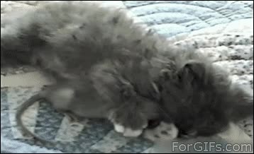 gato,rata,raton,abrazar,dormir,amigos,amistad