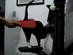 Gato,Rascar,Mimo,Palo,Cepillo,Placer,Azotar,Azotes,Fusta