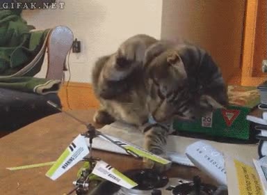 Gato,Helic&oacute;ptero,Juguete,Control,Susto,Volar,Teledirigido