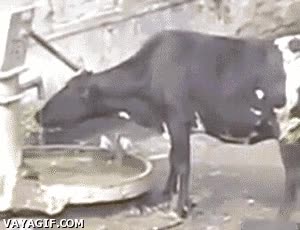 Campo,Manual,Bomba,Beber,Agua,Inteligente,Animal,Vaca