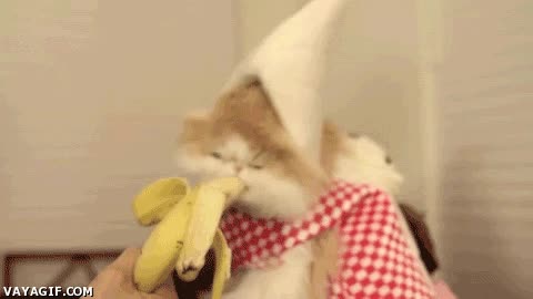 No sé qué es más raro, la forma de comer plátano del gato o su atuendo Disfraz,Platano,Fruta,Delicioso,Comer,Banana,Gato