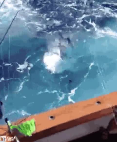 pescar,caña,coger,pez espada,atraer,dentro,saltar