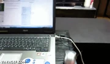 fenec,zorros del desierto,orejas,orejones,mascotas,oficina