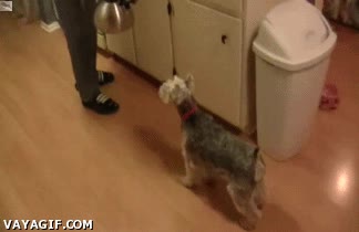 perro,fox terrier,tetera,asustado,miedo,retroceder