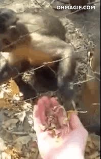 regalo,Mono,limosna,hojas secas,español,dar