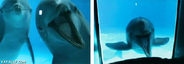 septiembre,aprobado,boquiabiertos,delfines,risas,reir,acuario