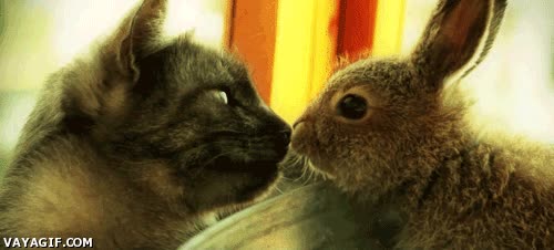 gato,beso,besar,tierno,oler