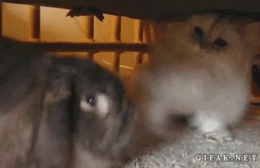 rascar,gato,paliza,zarpazos,collejas