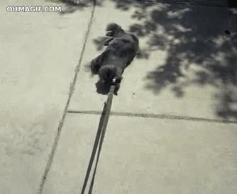 ¿Vamos de paseo? Sí, cómo quieras, yo no me voy a mover pero tú a tu bola arrastrar,cadena,paseo,salir a pasear,estirar,gato