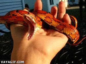 bostezar,dormir,serpiente,bostezo,universidad,clase