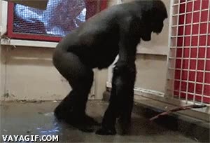 chimpance,charco,chapotear,pisar,pisotear,mono,agua