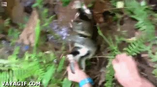 serpiente,atrapar,cazar,gato,salvar,rescatar