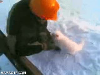 zorro artico,blanco,atacar,humano,defender,hogar,nieve