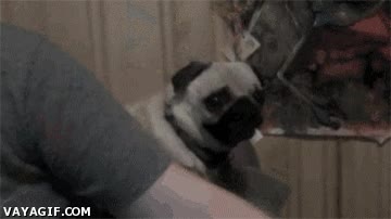 pug,huir,pediofobia,miedo a los muñecos,perro,carlino