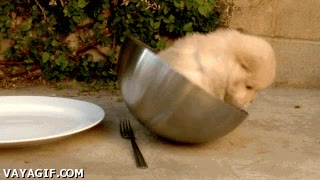 perro,perrito,cachorro,bol,metalico,escapar,atrapado