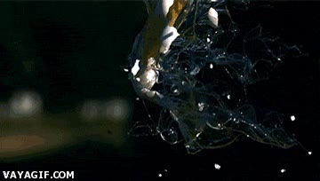 camara lenta,romperse,slow motion,aire,huevos,lanzar