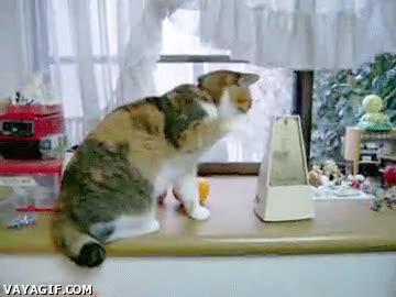 gato,metronomo,loco,le gusta