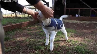 oreja,detras,acariciar,tierno,cordero,oveja