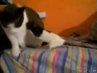 Cobarde,Rata,Gato,Rat&oacute;n,Empujar,Miedoso